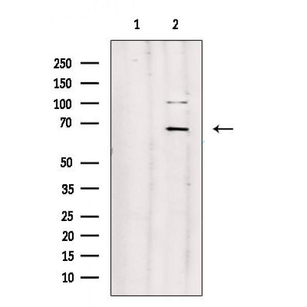 Donkey Anti-Goat IgG antibody (HRP). GTX232040-01