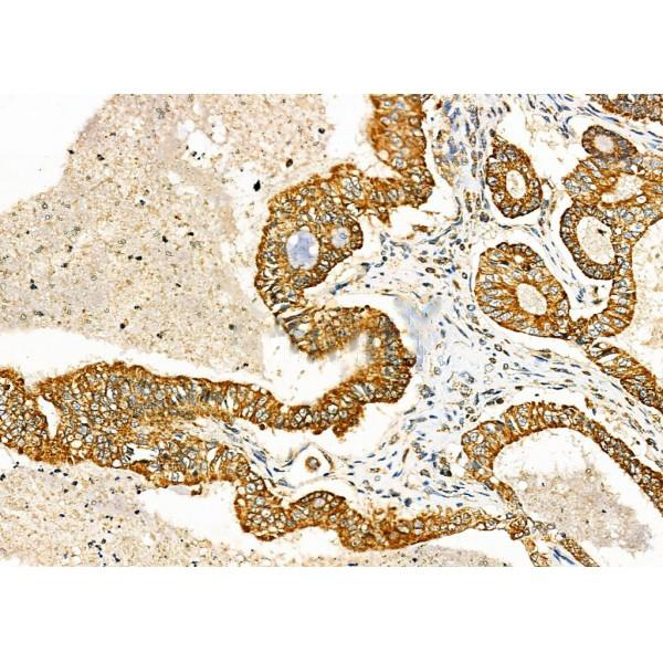 Donkey Anti-Goat IgG antibody (HRP). GTX232040-01