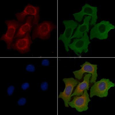 Donkey Anti-Goat IgG antibody (HRP). GTX232040-01