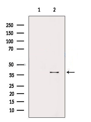 Donkey Anti-Goat IgG antibody (HRP). GTX232040-01