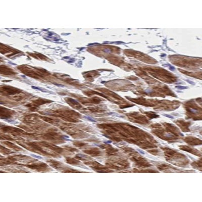 Donkey Anti-Goat IgG antibody (HRP). GTX232040-01