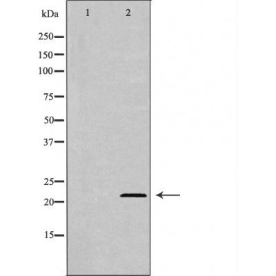 Donkey Anti-Goat IgG antibody (HRP). GTX232040-01