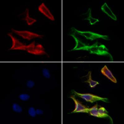 Donkey Anti-Goat IgG antibody (HRP). GTX232040-01