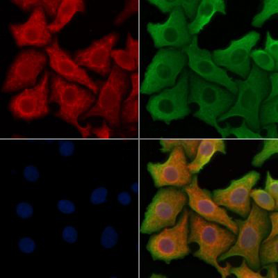 Donkey Anti-Goat IgG antibody (HRP). GTX232040-01