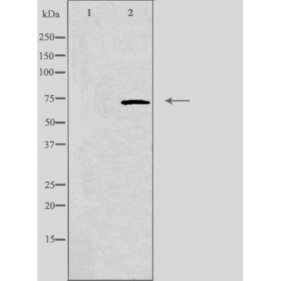 Donkey Anti-Goat IgG antibody (HRP). GTX232040-01