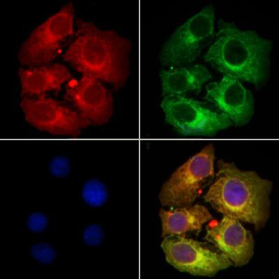 Donkey Anti-Goat IgG antibody (HRP). GTX232040-01