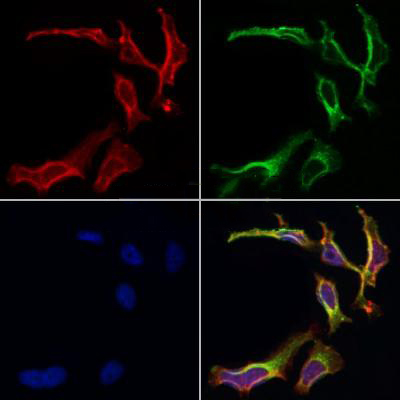 Donkey Anti-Goat IgG antibody (HRP). GTX232040-01
