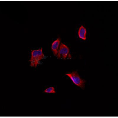 Donkey Anti-Goat IgG antibody (HRP). GTX232040-01