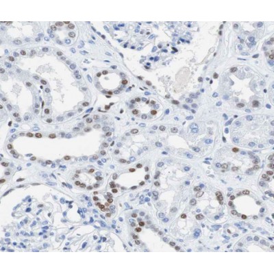 Donkey Anti-Goat IgG antibody (HRP). GTX232040-01