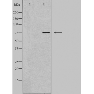 Donkey Anti-Goat IgG antibody (HRP). GTX232040-01