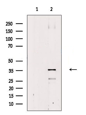 Donkey Anti-Goat IgG antibody (HRP). GTX232040-01