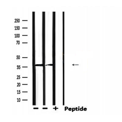 Donkey Anti-Goat IgG antibody (HRP). GTX232040-01