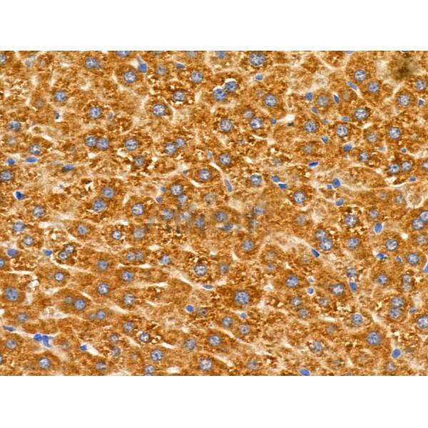 Donkey Anti-Goat IgG antibody (HRP). GTX232040-01