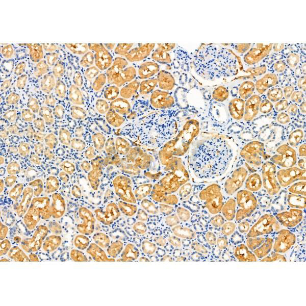 Donkey Anti-Goat IgG antibody (HRP). GTX232040-01