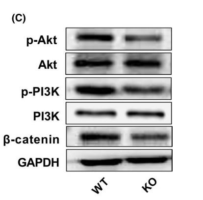 Donkey Anti-Goat IgG antibody (HRP). GTX232040-01