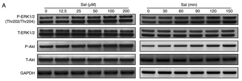 Donkey Anti-Goat IgG antibody (HRP). GTX232040-01