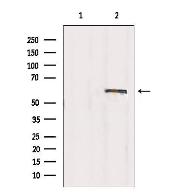 Donkey Anti-Goat IgG antibody (HRP). GTX232040-01