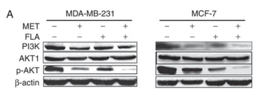 Donkey Anti-Goat IgG antibody (HRP). GTX232040-01