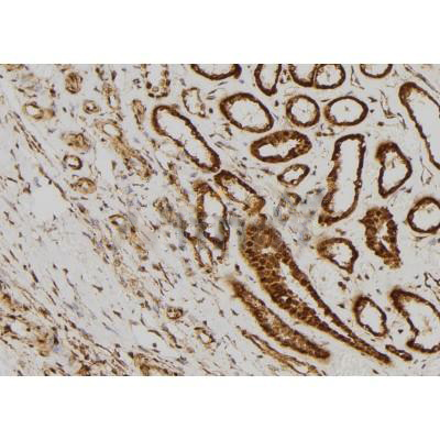 Donkey Anti-Goat IgG antibody (HRP). GTX232040-01