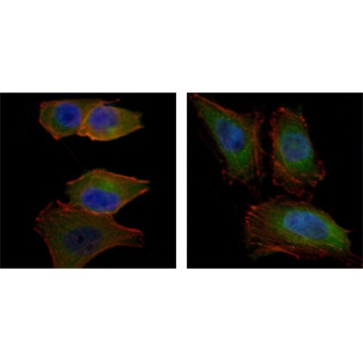 Donkey Anti-Goat IgG antibody (HRP). GTX232040-01