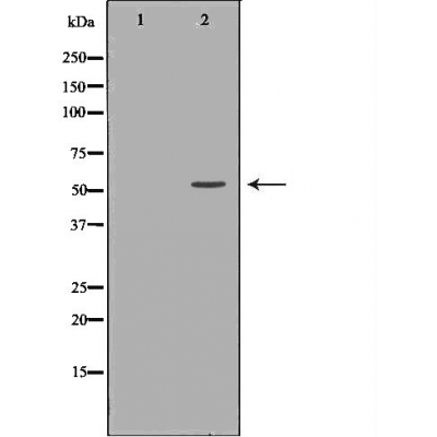 Donkey Anti-Goat IgG antibody (HRP). GTX232040-01