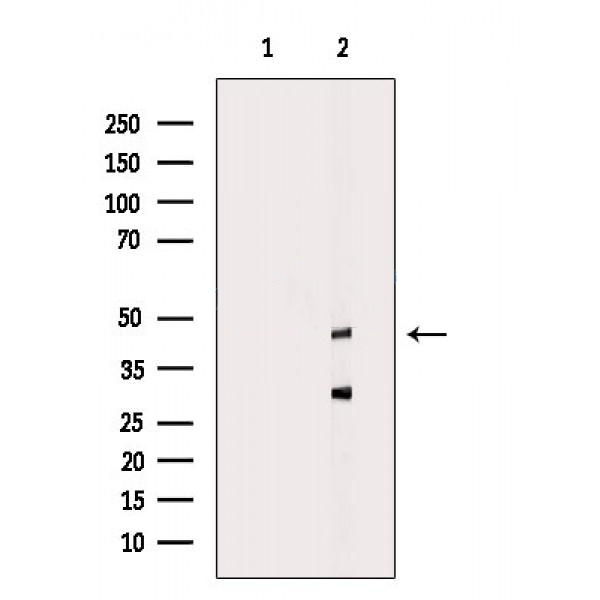 Donkey Anti-Goat IgG antibody (HRP). GTX232040-01