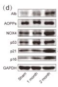 Donkey Anti-Goat IgG antibody (HRP). GTX232040-01