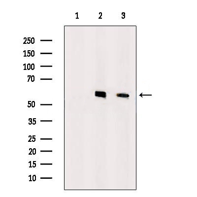 Donkey Anti-Goat IgG antibody (HRP). GTX232040-01
