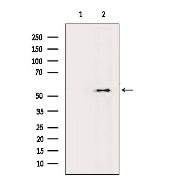 Donkey Anti-Goat IgG antibody (HRP). GTX232040-01