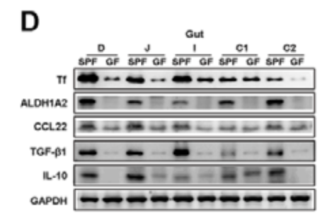 Donkey Anti-Goat IgG antibody (HRP). GTX232040-01