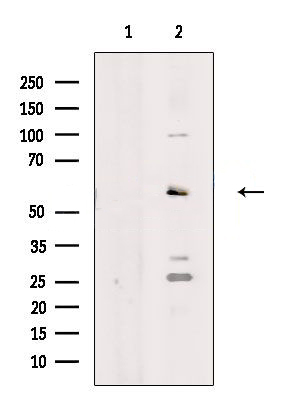 Donkey Anti-Goat IgG antibody (HRP). GTX232040-01