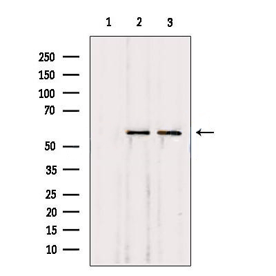 Donkey Anti-Goat IgG antibody (HRP). GTX232040-01