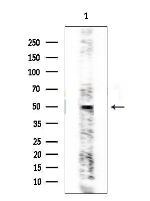 Donkey Anti-Goat IgG antibody (HRP). GTX232040-01
