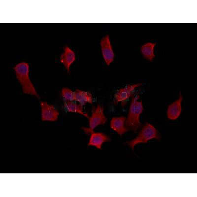 Donkey Anti-Goat IgG antibody (HRP). GTX232040-01
