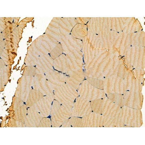 Donkey Anti-Goat IgG antibody (HRP). GTX232040-01