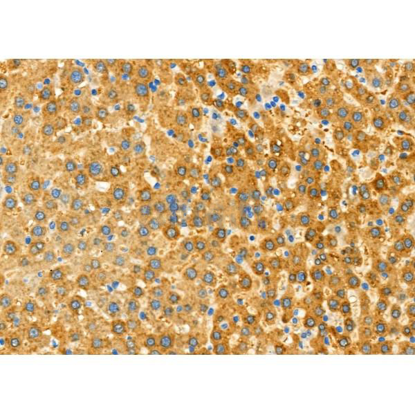 Donkey Anti-Goat IgG antibody (HRP). GTX232040-01