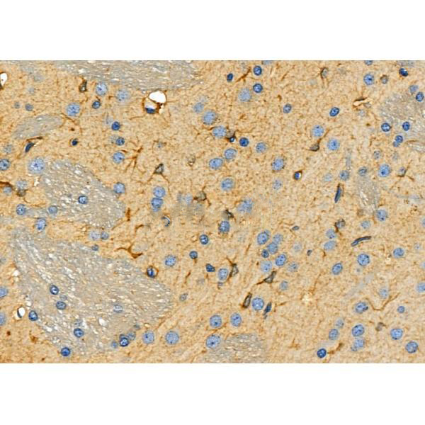 Donkey Anti-Goat IgG antibody (HRP). GTX232040-01