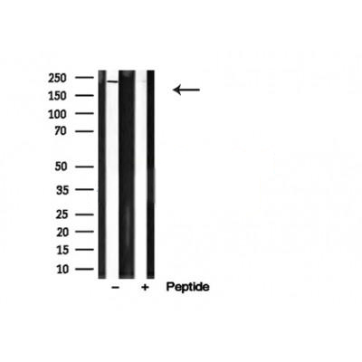 Donkey Anti-Goat IgG antibody (HRP). GTX232040-01