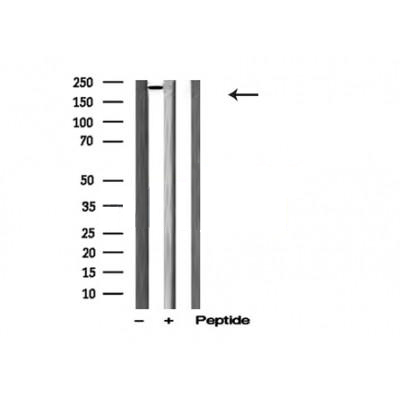 Donkey Anti-Goat IgG antibody (HRP). GTX232040-01