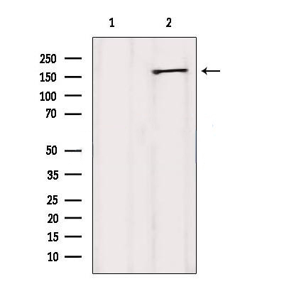 Donkey Anti-Goat IgG antibody (HRP). GTX232040-01