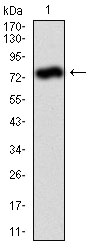 Donkey Anti-Goat IgG antibody (HRP). GTX232040-01