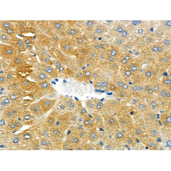 Donkey Anti-Goat IgG antibody (HRP). GTX232040-01