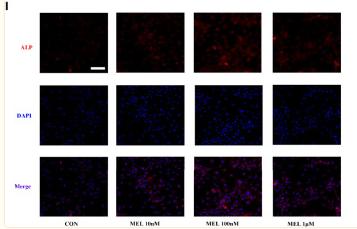 Donkey Anti-Goat IgG antibody (HRP). GTX232040-01