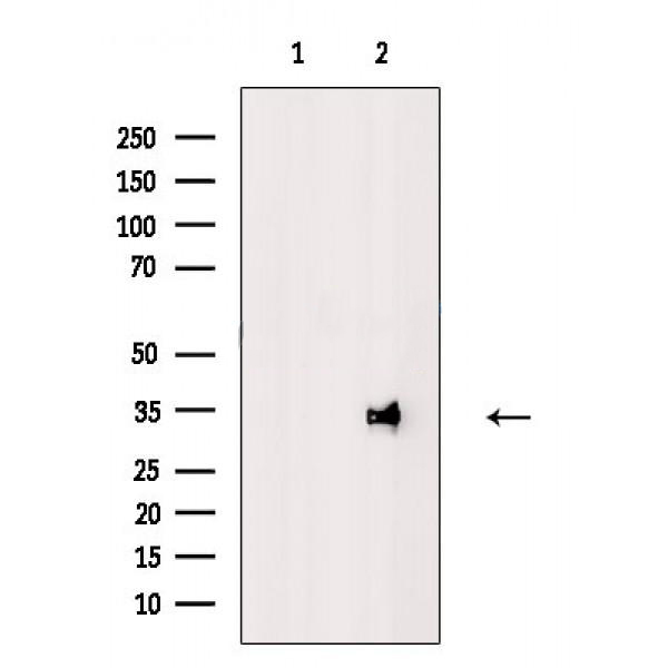 Donkey Anti-Goat IgG antibody (HRP). GTX232040-01