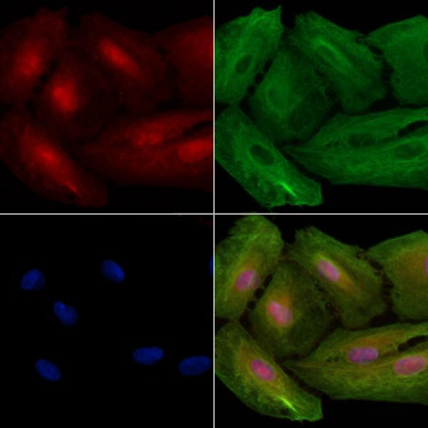 Donkey Anti-Goat IgG antibody (HRP). GTX232040-01