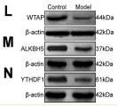 Donkey Anti-Goat IgG antibody (HRP). GTX232040-01