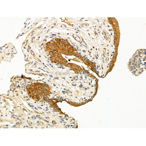 Donkey Anti-Goat IgG antibody (HRP). GTX232040-01