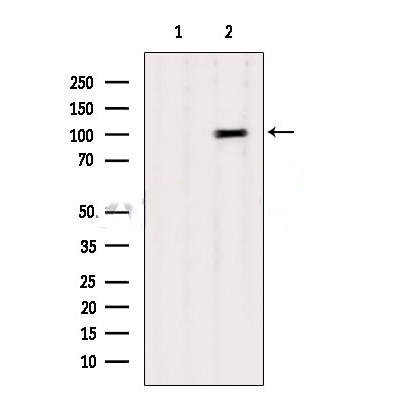 Donkey Anti-Goat IgG antibody (HRP). GTX232040-01