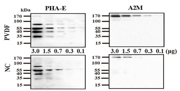 Donkey Anti-Goat IgG antibody (HRP). GTX232040-01