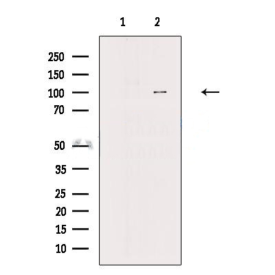 Donkey Anti-Goat IgG antibody (HRP). GTX232040-01